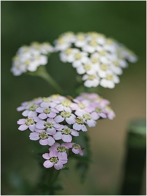 百日紅の花_e0275733_751499.jpg