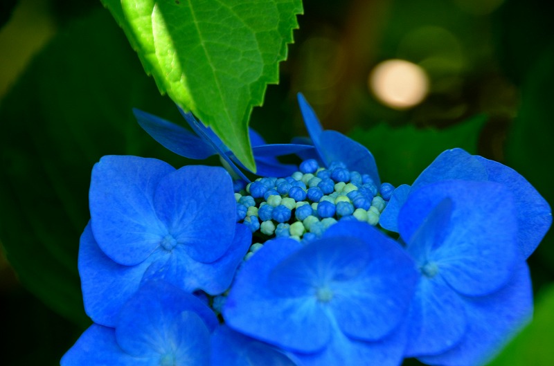 小田原城菖蒲池_c0220040_2216261.jpg