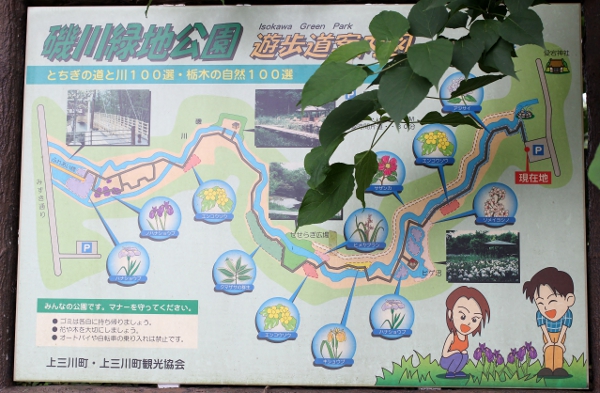 上三川 磯川緑地公園でアジサイ撮影会_e0227942_22574057.jpg