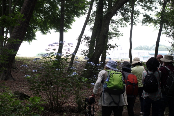 上三川 磯川緑地公園でアジサイ撮影会_e0227942_22592872.jpg