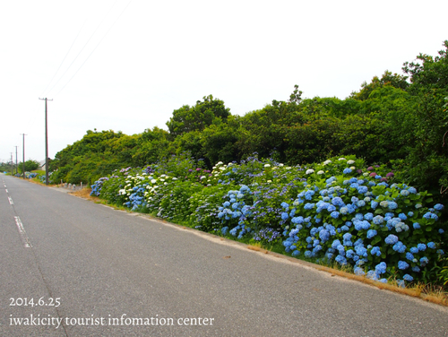 平成26年6月25日（水）　沢帯公園のアジサイ_f0105342_171313.jpg