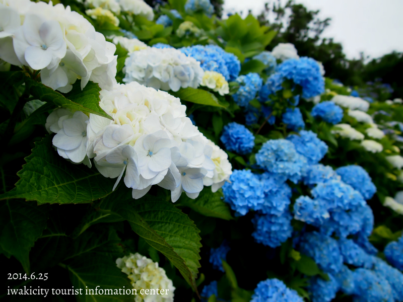 平成26年6月25日（水）　沢帯公園のアジサイ_f0105342_1721882.jpg