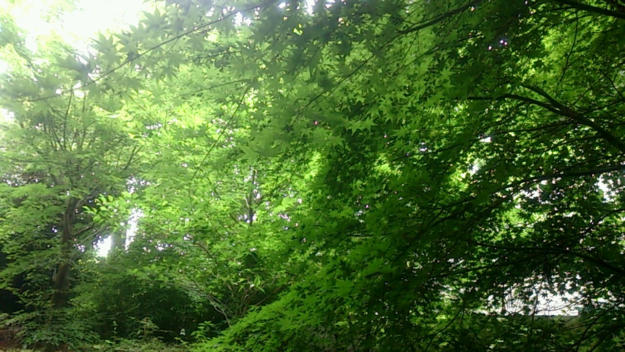 e0125044_17445047.jpg