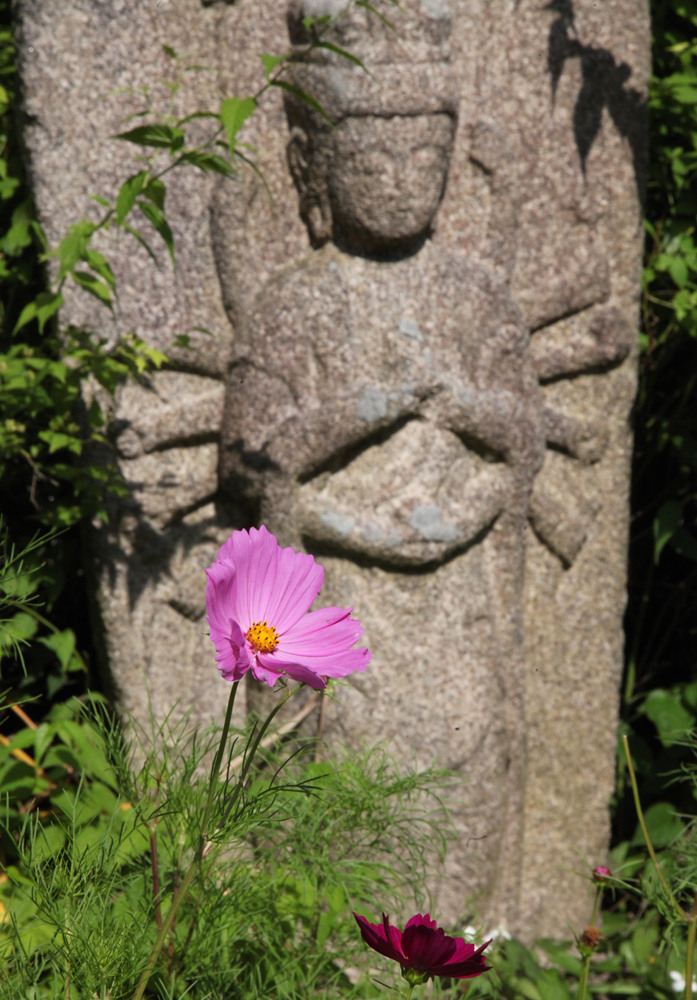 奈良市　般若寺　初夏咲きコスモスと石仏　１_c0108146_21115840.jpg