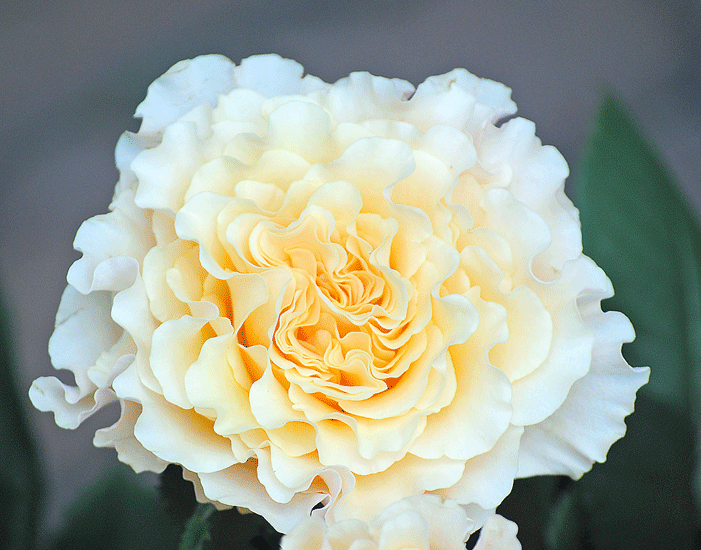 a0001354_23101380.gif