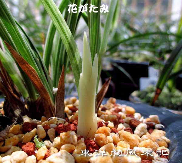 豆弁蘭「桃兜花」　　　　　　　　　　　　　　　　　　　No.1409_d0103457_12314076.jpg