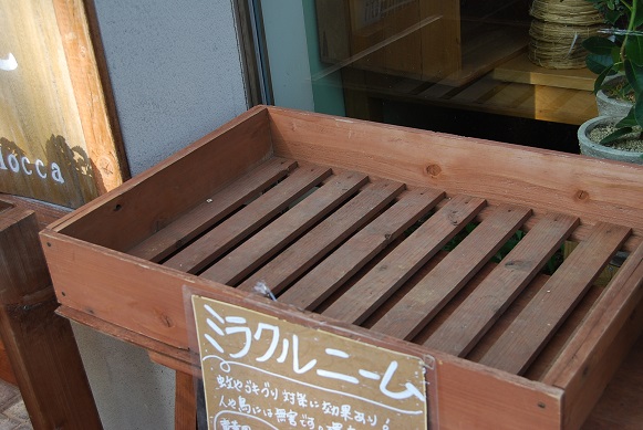 スモークツリー_a0201358_17514724.jpg
