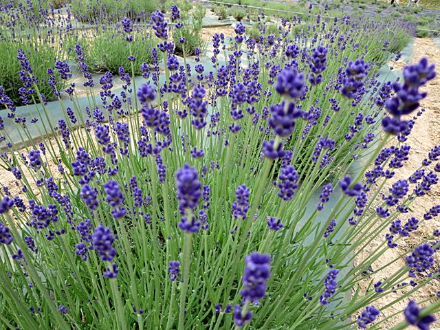 初夏の山形花めぐり 山辺町玉虫ラベンダー園 さくらんぼと芋煮 お散歩アルバム 初夏の賑わい