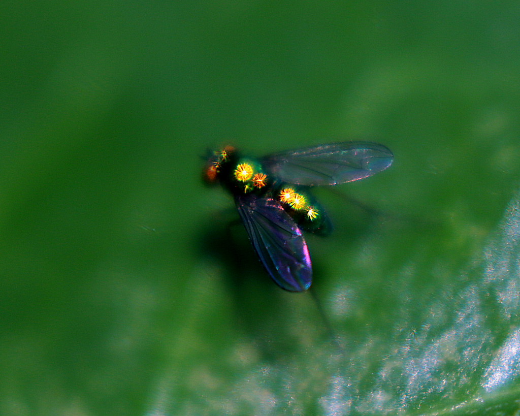 c0305565_18315226.jpg