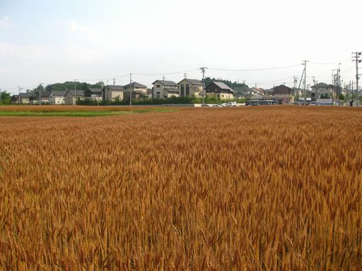 夏の楽しみ☆_d0029276_15462124.jpg