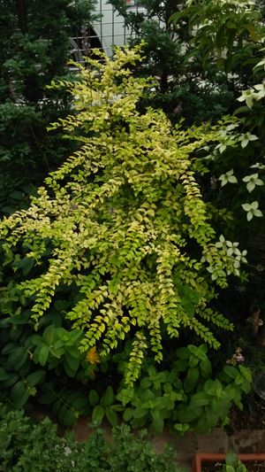c0064678_110491.jpg