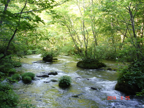 十和田湖　子ノ口橋下で鯉が泳いでました_d0165378_12362532.jpg