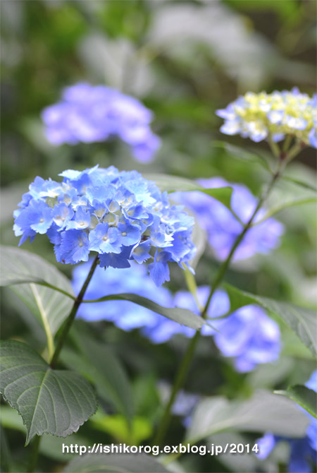 紫陽花の季節-2 半田山植物園_a0223379_23575639.jpg