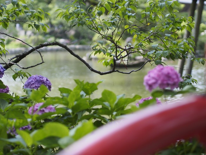 太宰府天満宮の花と樹木_a0149488_19492024.jpg