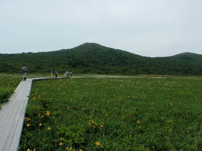 ニッコウキスゲのはじまり~_a0096989_1965532.jpg