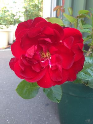 a0279990_21392591.jpg