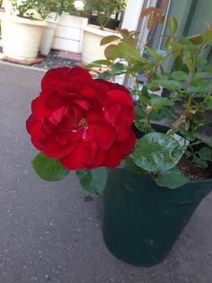 a0279990_21392667.jpg