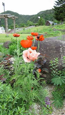 ロックガーデンの花たち12_b0219993_17543690.jpg