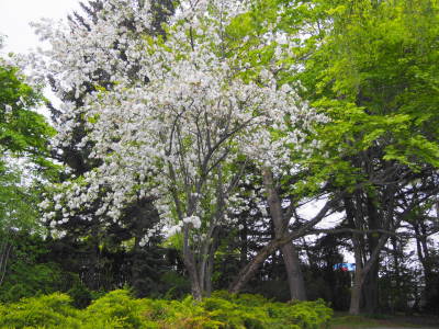 北海道ガーデン街道を巡る旅10、真鍋庭園_a0236996_16591950.jpg