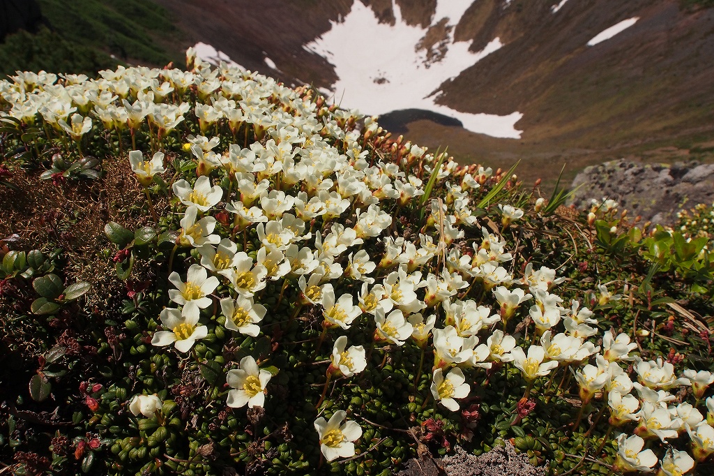 羊蹄山の花、6月23日_f0138096_134982.jpg