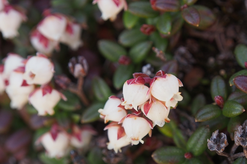 羊蹄山の花、6月23日_f0138096_1354933.jpg