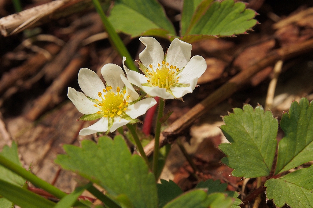 羊蹄山の花、6月23日_f0138096_1361598.jpg