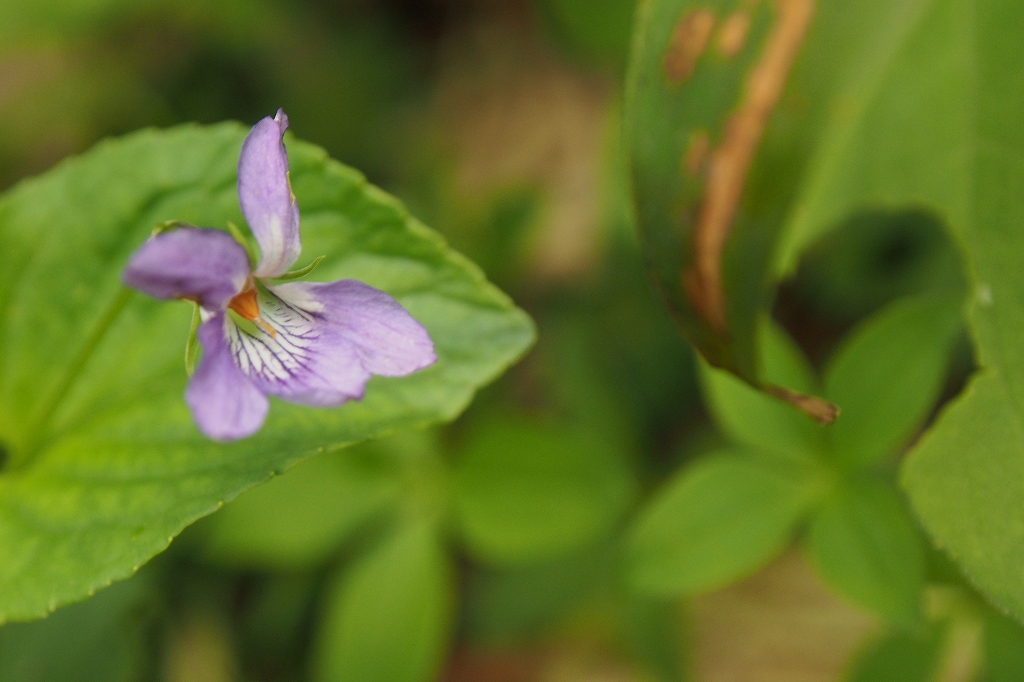 羊蹄山の花、6月23日_f0138096_1362366.jpg