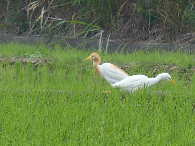 今日もアマサギなど。_b0025101_23322839.jpg