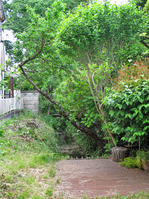 鈴木用水(玉川上水鈴木新田分水)(1)田無用水との分岐点から鈴木稲荷まで_c0163001_1114186.jpg