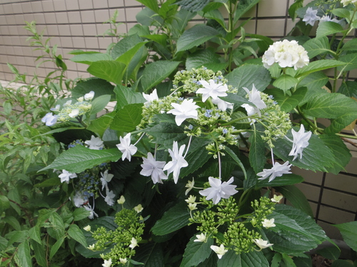 紫陽花いろいろと夏の花_e0123104_6183781.jpg