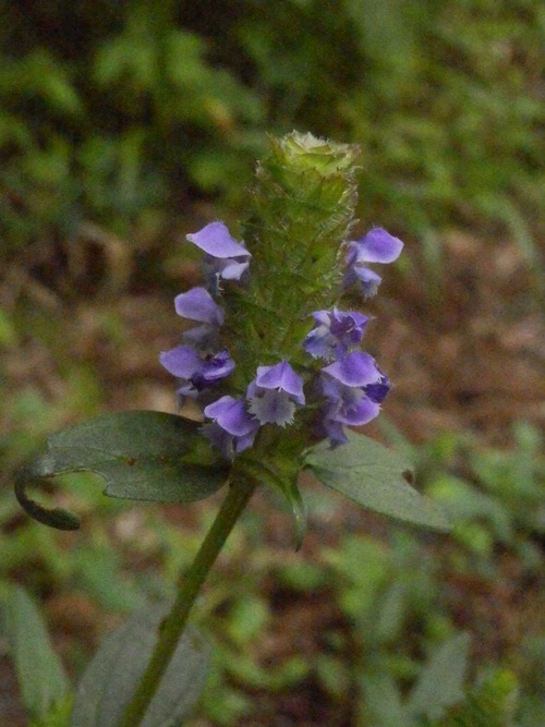 f0219710_18242995.jpg
