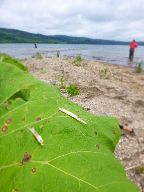 2014.6　　北海道遠征釣行！　後半戦の巻き_a0236914_16583421.jpg