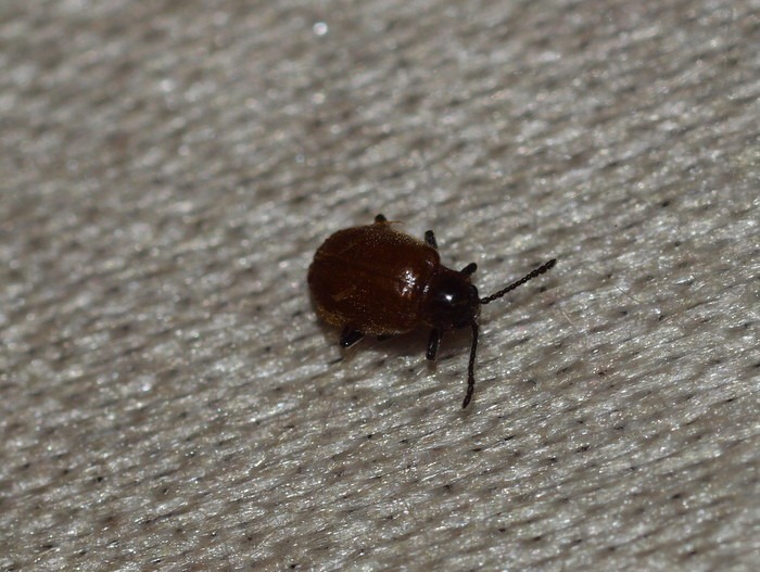 何虫?_c0116915_0102882.jpg