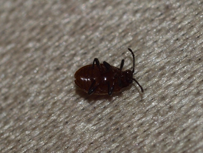 何虫?_c0116915_010545.jpg