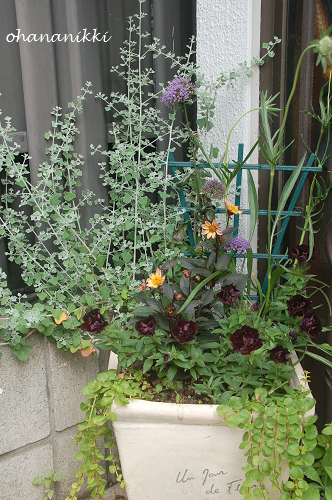 アスパラガス スプレンゲリー満開と寄せ植えのペチュニア お花日記