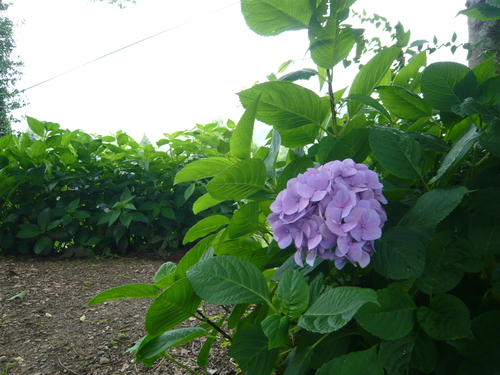 雨の朝　　　　　ｂｙけい_a0238019_2220239.jpg