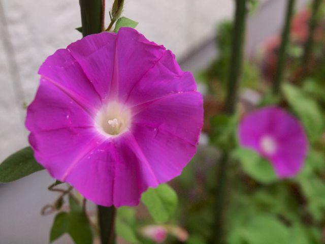 a0188023_79047.jpg