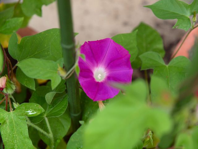 a0188023_79794.jpg