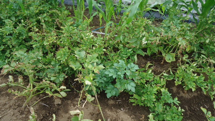 b0057924_1455378.jpg