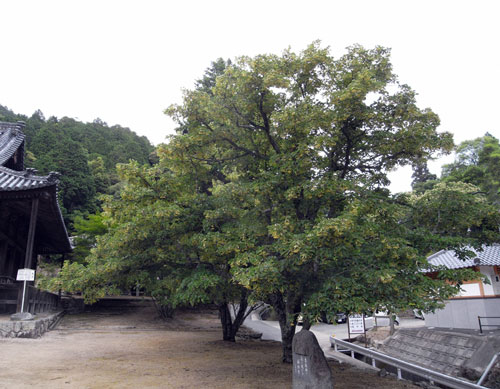 岡山 大瀧山福生寺の菩提樹 西法院のあじさいを愛でる ちょい古道具ライフ 岡山 大瀧山福生寺の菩提樹 西法院のあじさいを愛でる ちょい古道具ライフ