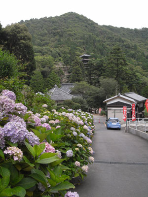 岡山 大瀧山福生寺の菩提樹 西法院のあじさいを愛でる ちょい古道具ライフ 岡山 大瀧山福生寺の菩提樹 西法院のあじさいを愛でる ちょい古道具ライフ