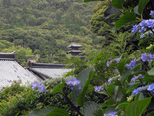 岡山 大瀧山福生寺の菩提樹 西法院のあじさいを愛でる ちょい古道具ライフ 岡山 大瀧山福生寺の菩提樹 西法院のあじさいを愛でる ちょい古道具ライフ