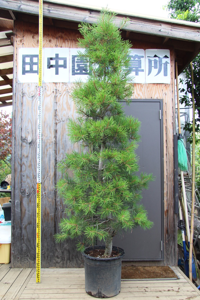 白松 シロマツ ハクショウ 三鈷の松 三葉の松 販売 価格 値段 画像 写真 庭木 安行 植木 お問い合わせ商品_a0254743_15414889.jpg