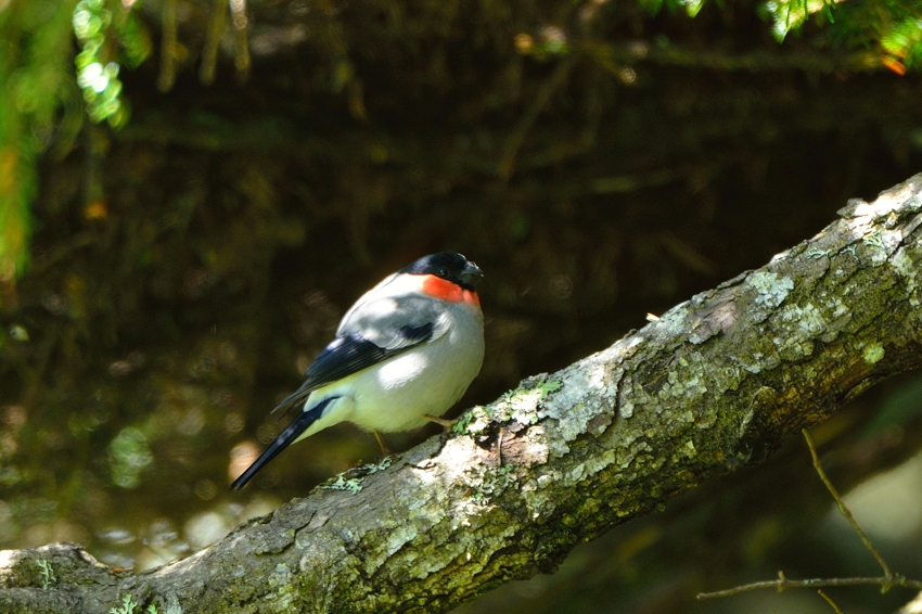 コマドリ（Japanese robin）～2014.06（M）_b0148352_22302471.jpg