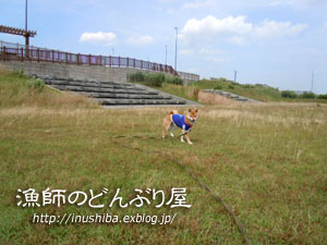 犬連れde海を見ながら海鮮丼を食らう@静岡県磐田市_a0286855_10141992.jpg