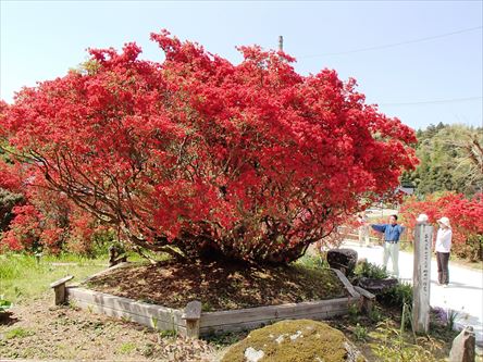 のとキリシマツツジの赤に酔う　能登半島快走記　　_e0044657_19502265.jpg