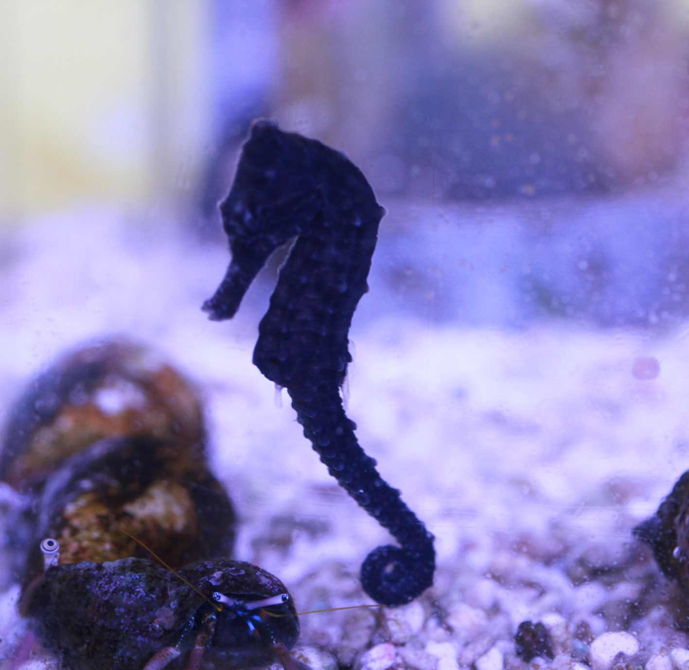 You やっチャイナよっ ビーボックスアクアリウム 海水魚 サンゴ情報 You やっチャイナよっ ビーボックスアクアリウム 海水魚 サンゴ情報
