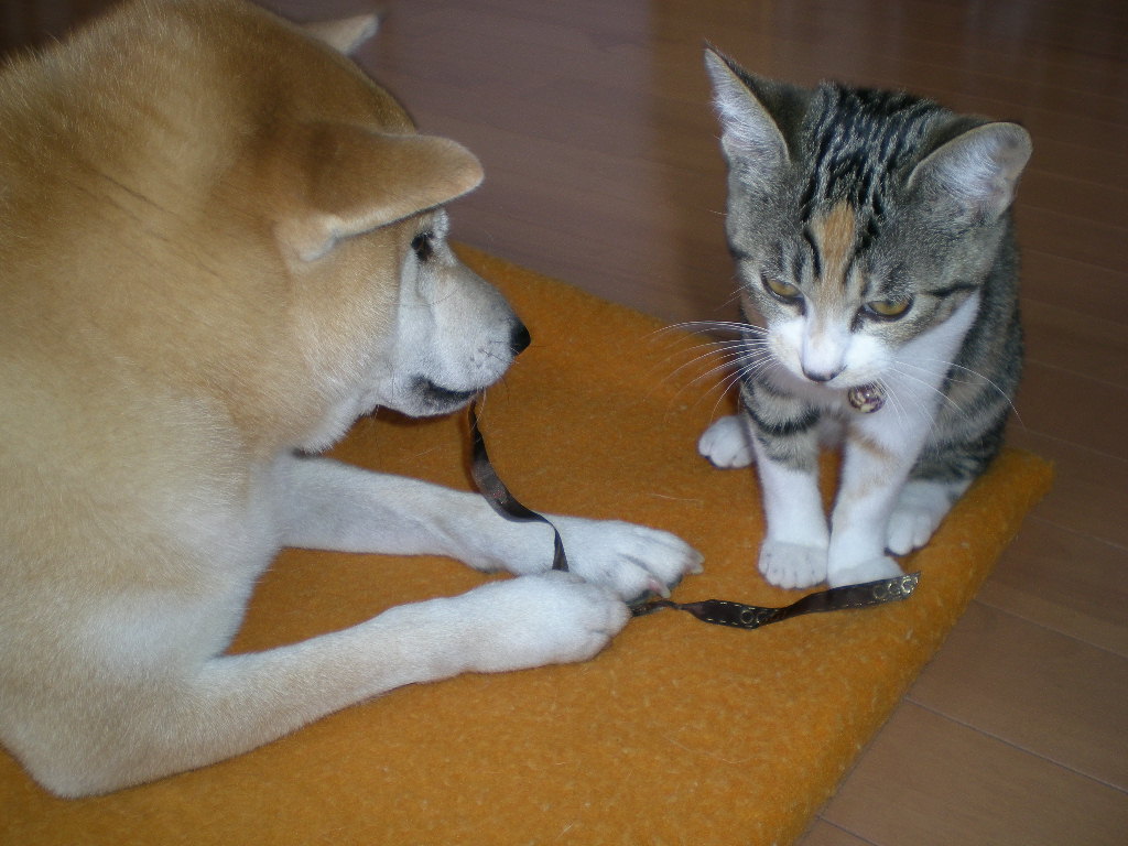 ’14,6,26(木)愛ちゃん、少し元気がありません!_f0060461_10295011.jpg
