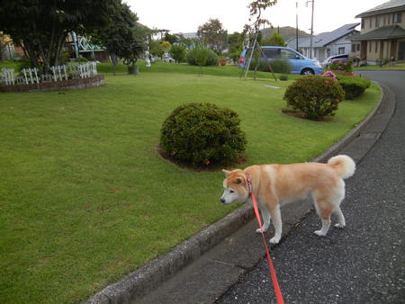 ’14,6,26(木)愛ちゃん、少し元気がありません!_f0060461_9513784.jpg
