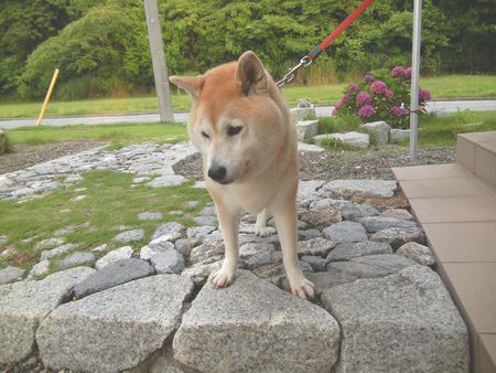 ’14,6,26(木)愛ちゃん、少し元気がありません!_f0060461_953245.jpg